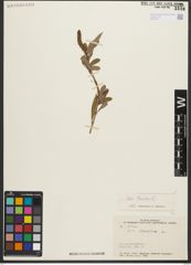 Foto von Salix triandra L.